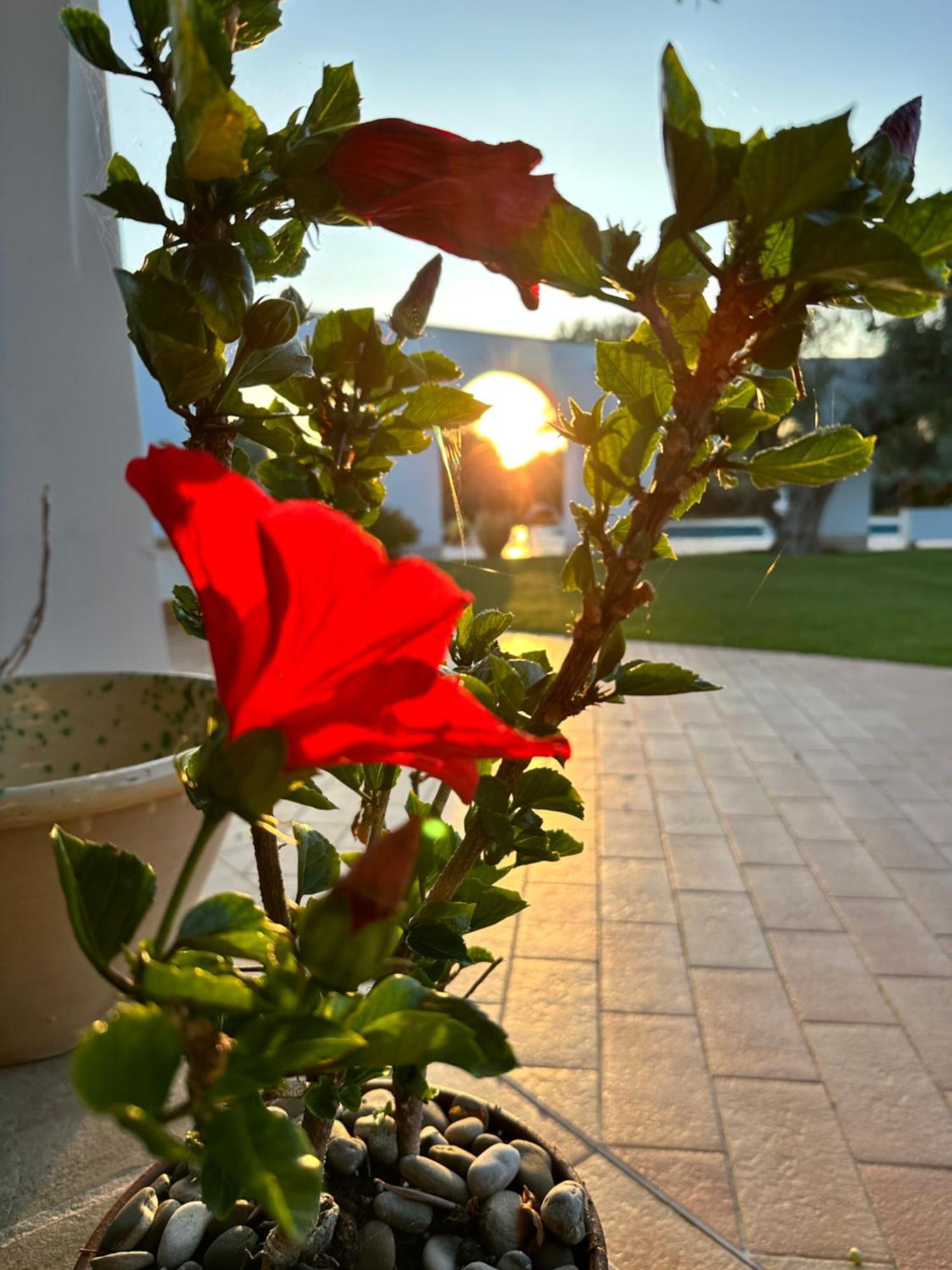 L'Ulivo Bed And Breakfast Savelletri Екстер'єр фото
